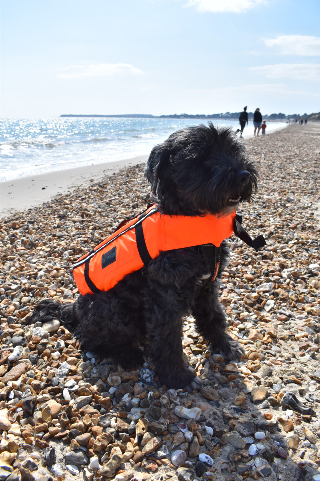 Typhoon Totland Dog Buoyancy Aid